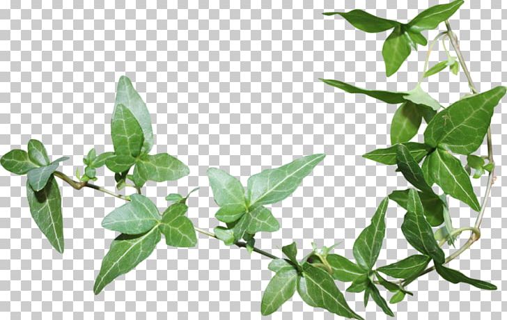 Leaf Green Herbaceous Plant PNG, Clipart, Basil, Branch, Green, Herb, Herbaceous Plant Free PNG Download