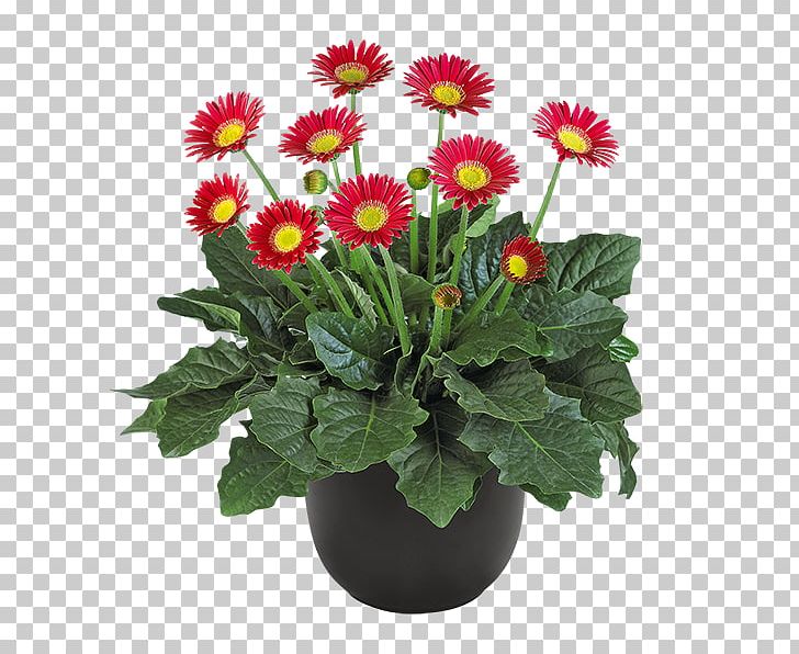 Marguerite Daisy Chrysanthemum Transvaal Daisy Floral Design Daisy Family PNG, Clipart, Annual Plant, Argyranthemum, Aster, Chrysanthemum, Chrysanths Free PNG Download