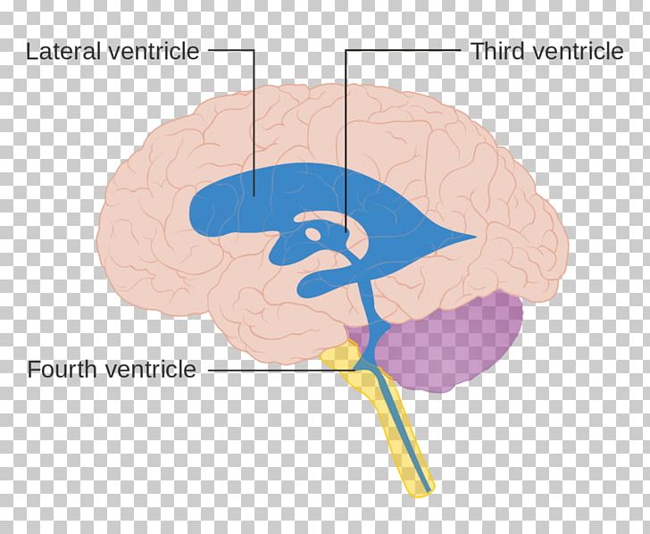 Ventricular System Human Brain Anatomy Ventricle PNG, Clipart, Anatomy, Be In, Brain, Central Nervous System, Cranial Cavity Free PNG Download