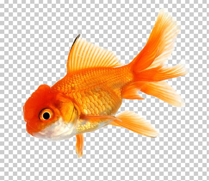 Common Goldfish Aquarium PNG, Clipart, Animals, Aquarium, Bony Fish, Common Goldfish, Desktop Wallpaper Free PNG Download