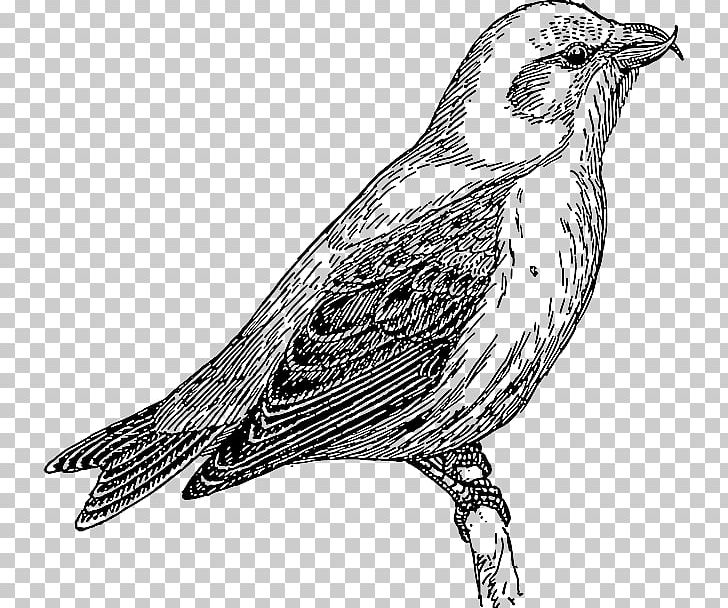Computer Icons PNG, Clipart, Art, Beak, Bird, Black And White, Computer Icons Free PNG Download