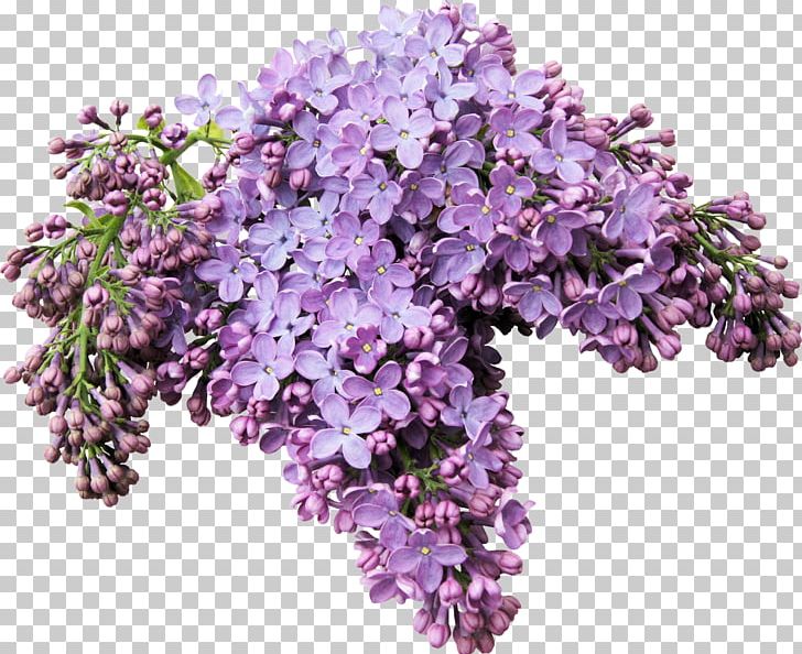 Lilac Digital PNG, Clipart, Annual Plant, Branch, Cut Flowers, Digital Image, Encapsulated Postscript Free PNG Download