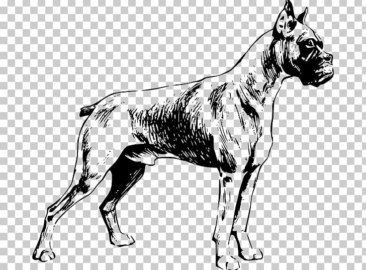 My Boxer Dogo Argentino Presa Canario Bulldog PNG, Clipart, Bark, Black And White, Boxer, Boxer Dog, Boxing Free PNG Download