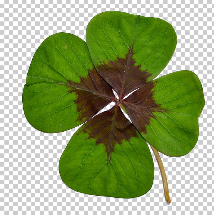 Hüffertgymnasium Chlumec Nad Cidlinou Four-leaf Clover School Stock.xchng PNG, Clipart, Abitur, Clover, Education Science, Flower, Fourleaf Clover Free PNG Download