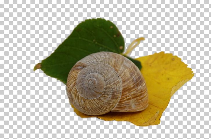 Autumn Leaves Gastropods Snail Leaf PNG, Clipart, Animals, Autumn, Autumn Leaf Color, Autumn Leaves, Escargot Free PNG Download