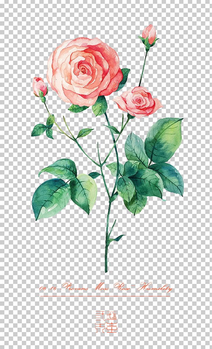 Beach Rose Flower Illustration PNG, Clipart, Artificial Flower, Color, Cut Flowers, Floral Design, Floristry Free PNG Download