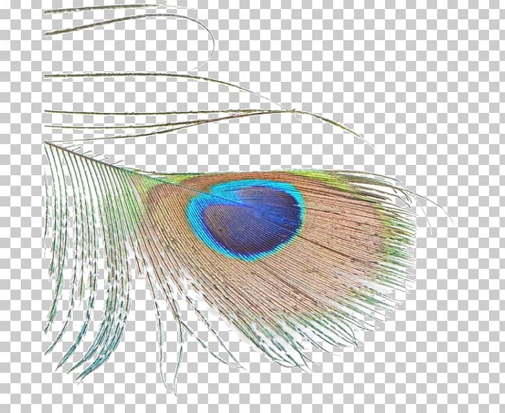 Feather Bird Green Peafowl Asiatic Peafowl PNG, Clipart, Animals, Asiatic Peafowl, Buckle, Closeup, Feather Png Free PNG Download