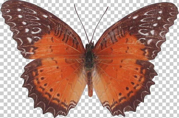 Nymphalidae Butterfly Cethosia Biblis PNG, Clipart, Arthropod, Brush Footed Butterfly, Butterflies And Moths, Butterfly, Cethosia Free PNG Download