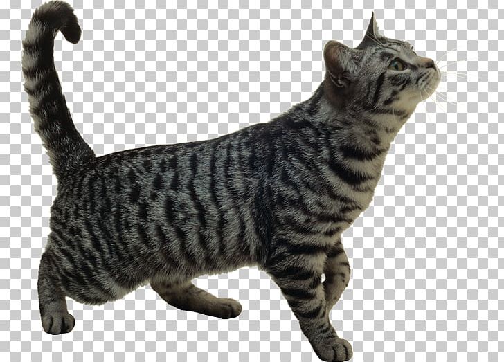 Turkish Angora Turkish Van Maine Coon Persian Cat PNG, Clipart, American Shorthair, Animals, Carnivoran, Cat Like Mammal, Dragon Li Free PNG Download