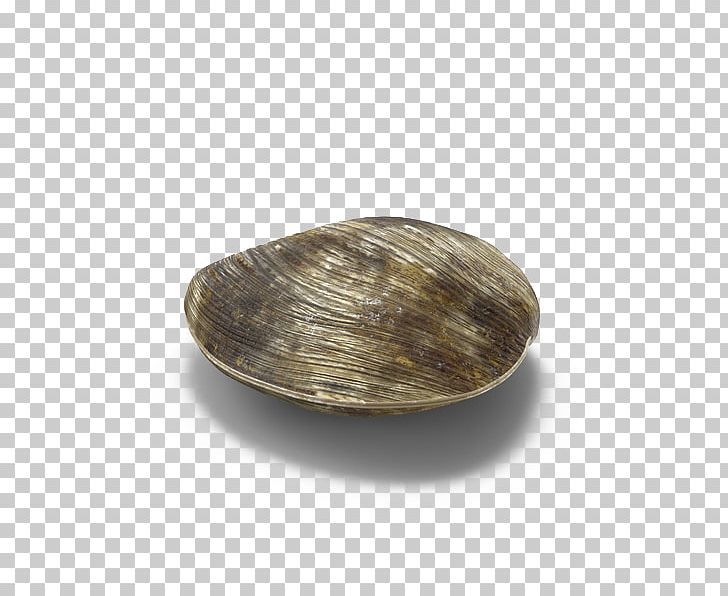 Clam PNG, Clipart, 3d Computer Graphics, Adobe Illustrator, Clam, Clams Oysters Mussels And Scallops, Download Free PNG Download