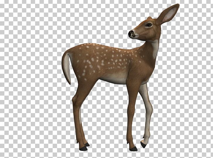 Clydesdale Horse White-tailed Deer Foal Animal PNG, Clipart, Animal, Animals, Antelope, Art, Can Stock Photo Free PNG Download