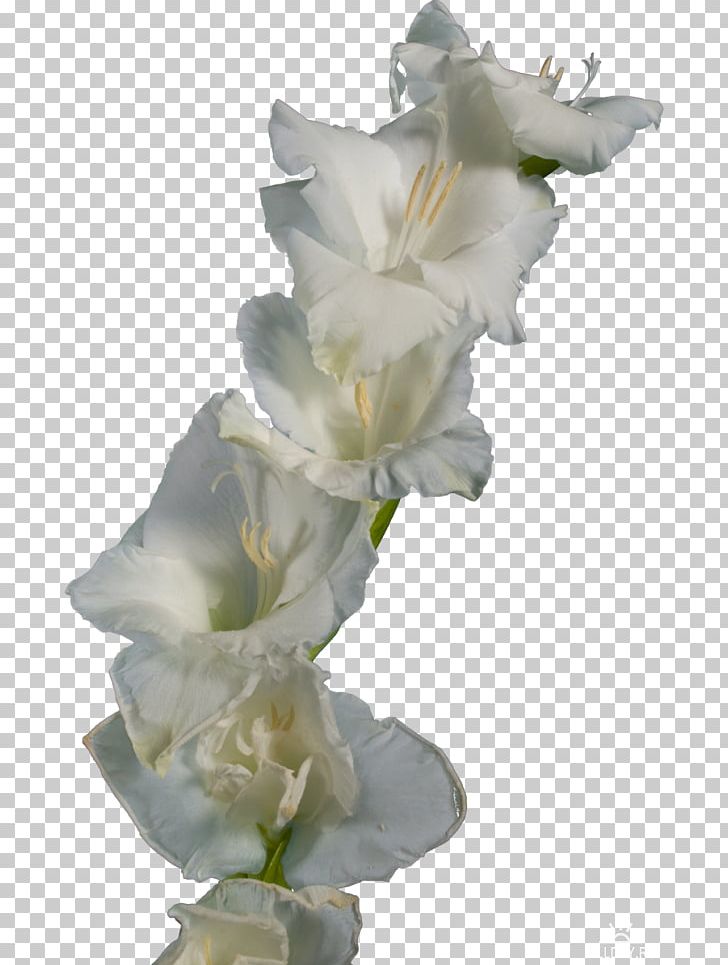 Gladiolus Cut Flowers Iridaceae PNG, Clipart, Carnation, Common Daisy, Cut Flowers, Flower, Flower Bouquet Free PNG Download