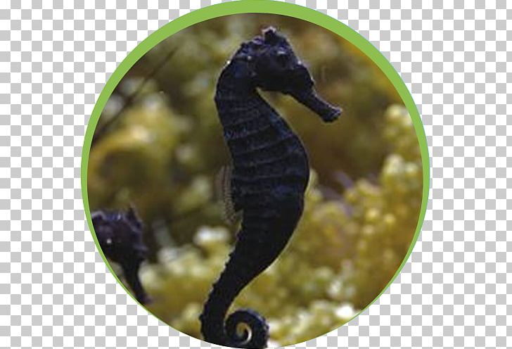 Leafy Seadragon Pygmy Seahorse Big-belly Seahorse Common Seadragon Lembeh PNG, Clipart, Alcyonacea, Animal, Aquarium, Bigbelly Seahorse, Bubbletip Anemone Free PNG Download