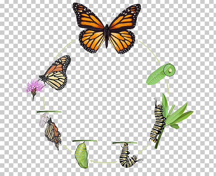 Monarch Butterfly Insect Biological Life Cycle Pupa PNG, Clipart, Arthropod, Biological Life Cycle, Birth, Brush Footed Butterfly, Butterfly Free PNG Download
