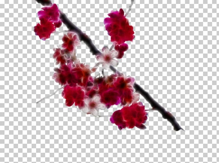 National Cherry Blossom Festival Branch PNG, Clipart, Blossom, Branch, Cherry, Cherry Blossom, Cut Flowers Free PNG Download