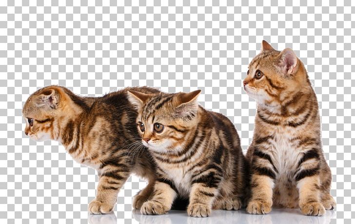 Scottish Fold Himalayan Cat Kitten Dog Pet PNG, Clipart, American, Animal, Animals, Bengal, California Spangled Free PNG Download