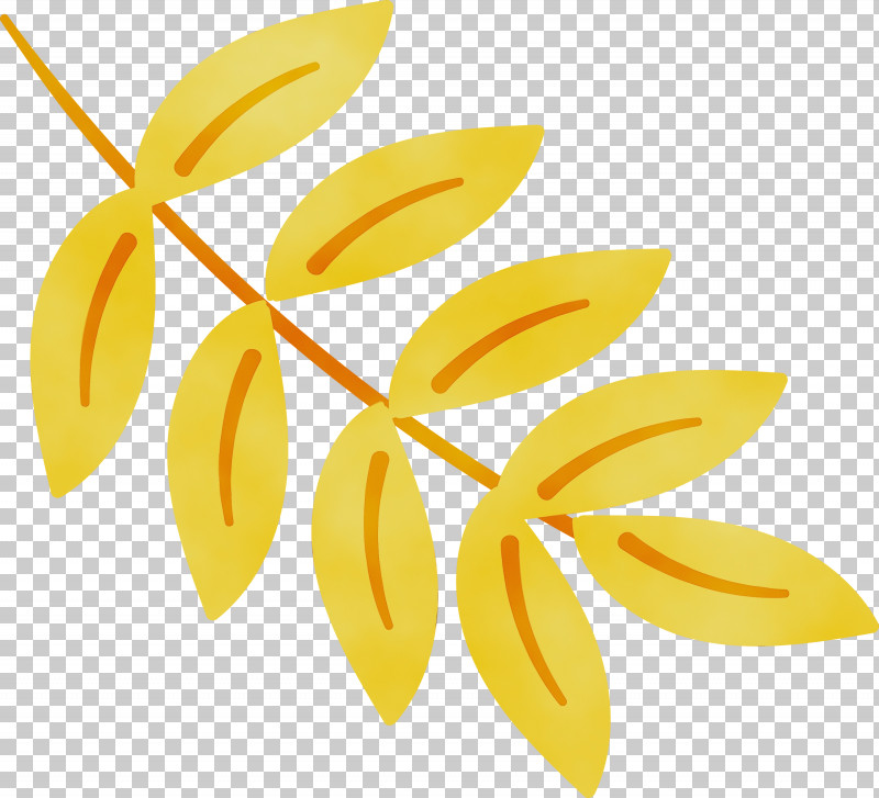 Petal Angle Line Yellow Meter PNG, Clipart, Angle, Fruit, Line, Meter, Mexican Elements Free PNG Download