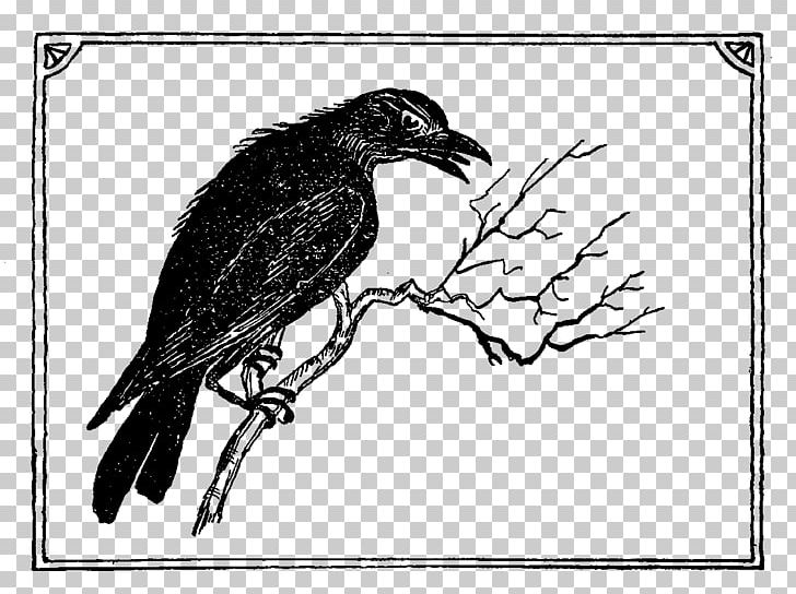 American Crow Common Raven Drawing Feather Beak PNG, Clipart, American Crow, Animals, Artwork, Bat, Beak Free PNG Download