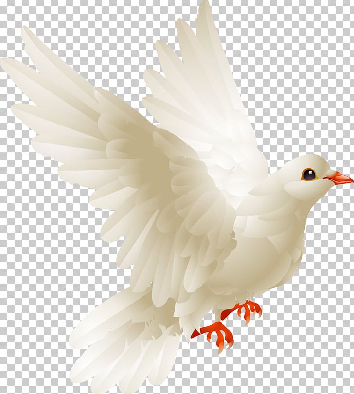 Bird Chicken Columbidae Galliformes Domestic Pigeon PNG, Clipart, Animals, Beak, Bird, Chicken, Chicken Meat Free PNG Download