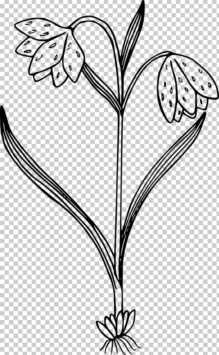 Black And White Flower PNG, Clipart, Angle, Black And White, Branch, Coloring Book, Computer Icons Free PNG Download