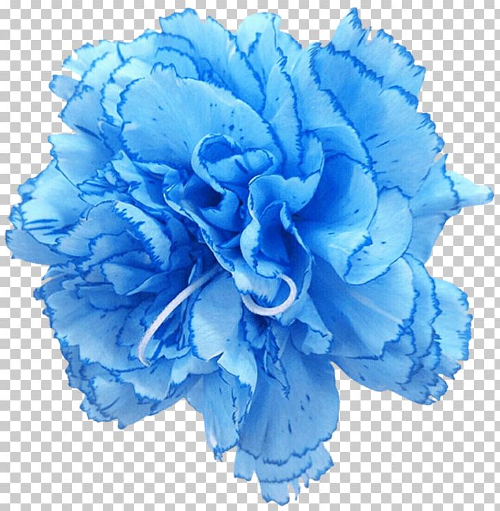 Carnation Rose Blue Cut Flowers PNG, Clipart, Blue, Blue Pea, Blue Pea Flower, Carnation, Cut Flowers Free PNG Download