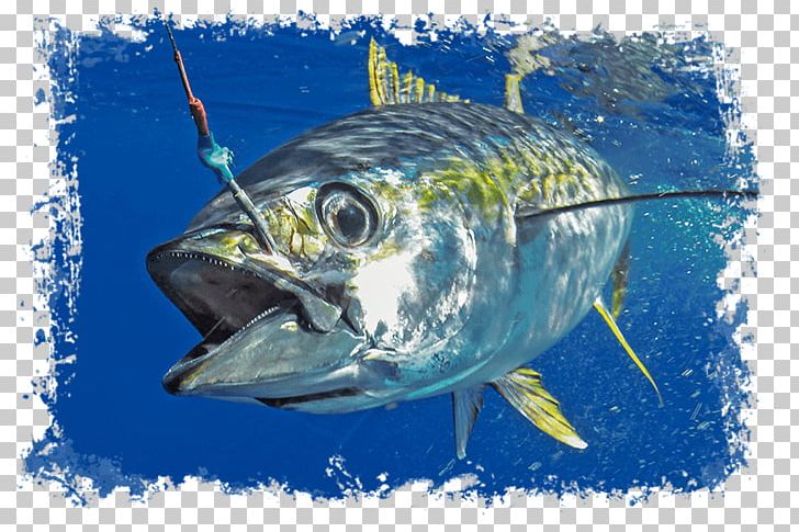 Pacific Bluefin Tuna Blackfin Tuna Southern Bluefin Tuna Trolling Yellowfin Tuna PNG, Clipart, Atlantic Bluefin Tuna, Bait Ball, Biggame Fishing, Blackfin Tuna, Bonito Free PNG Download