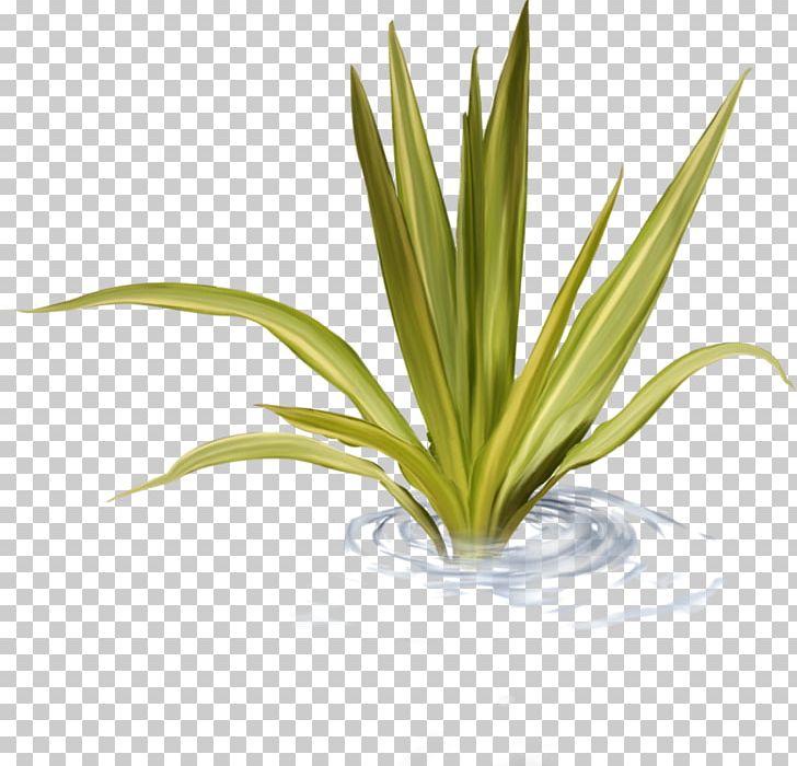 Water Grass PNG, Clipart, Cartoon, Computer Icons, Creativity, Download, Flower Free PNG Download