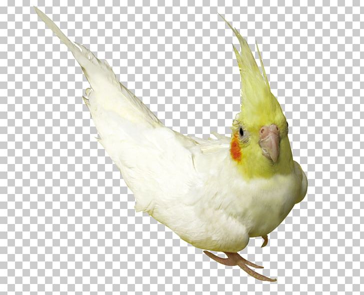 Cockatiel Lovebird Parrot Budgerigar PNG, Clipart, Animals, Bald Eagle, Beak, Bird, Birds Free PNG Download