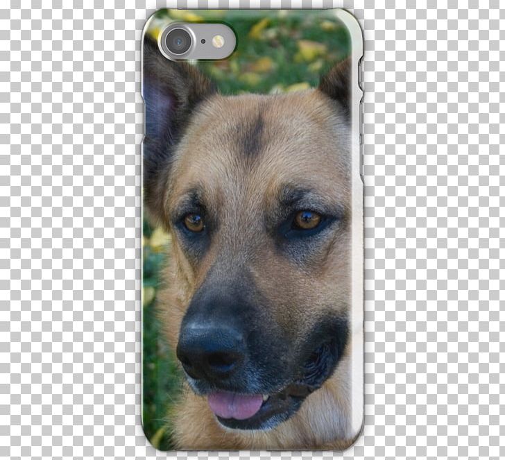 King Shepherd Old German Shepherd Dog Kunming Wolfdog Puppy PNG, Clipart, Animals, Breed, Carnivoran, Dog, Dog Breed Free PNG Download