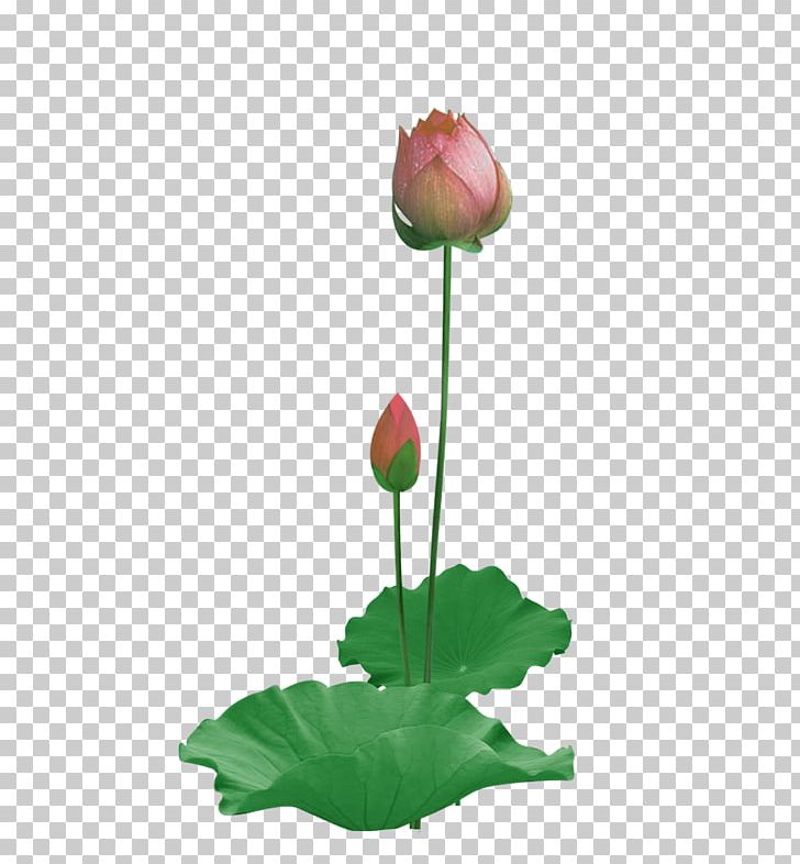 Paper Nelumbo Nucifera Lotus Effect PNG, Clipart, Adobe Illustrator, Autumn Leaf, Bud, Encapsulated Postscript, Flower Free PNG Download