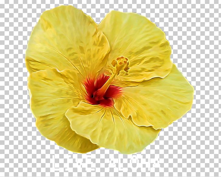 Shoeblackplant Flower Mallows Seed PNG, Clipart, Chinese Hibiscus, Color, Contentment, Diameter, Flower Free PNG Download