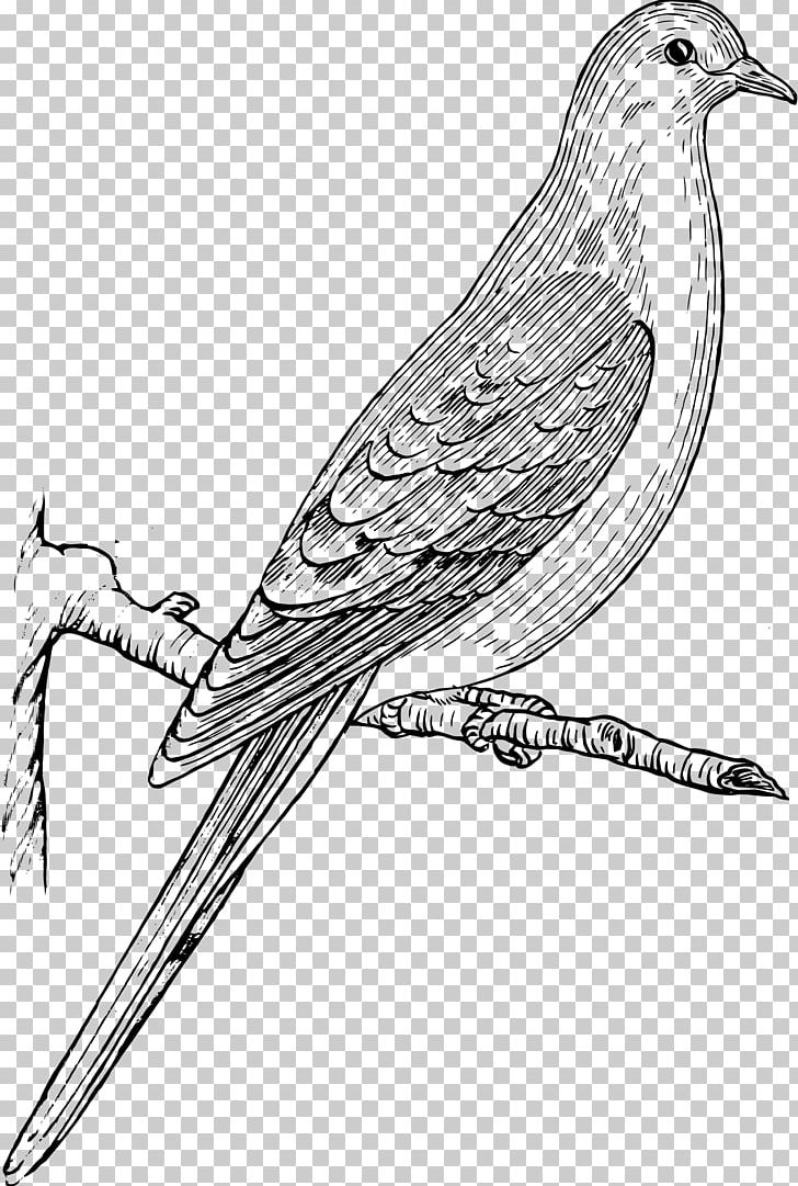 Columbidae Bird Mourning Dove Drawing PNG, Clipart, Animal, Animals, Art, Artwork, Beak Free PNG Download