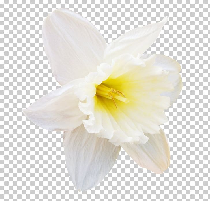 Daffodil Narcissus Cut Flowers Amaryllidaceae PNG, Clipart, Amaryllidaceae, Amaryllis Family, Cut Flowers, Daffodil, Flower Free PNG Download