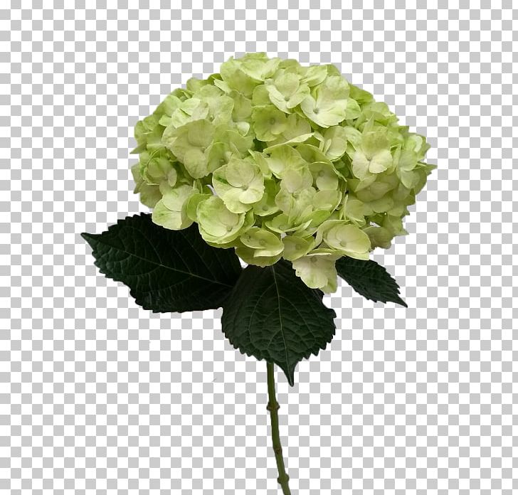 Hydrangea Cut Flowers Mojito Plant Stem Color PNG, Clipart, Annual Plant, Color, Cornales, Cut Flowers, Flower Free PNG Download