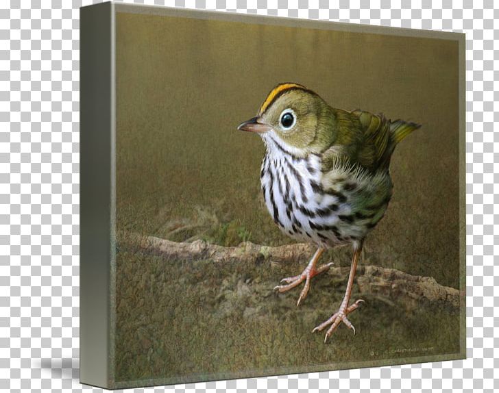 Ovenbird Canvas Print Art Printing PNG, Clipart, American Yellow Warbler, Art, Beak, Bird, Canvas Free PNG Download