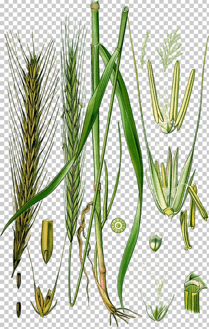 Rye Cereal Almindelig Rug Wheat Plant PNG, Clipart, Almindelig Rug, Barley, Center Of Origin, Cereal, Commodity Free PNG Download