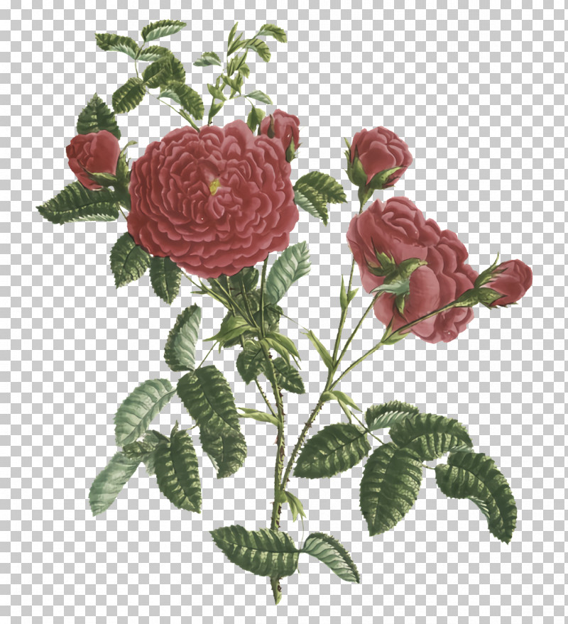 Garden Roses PNG, Clipart, Cabbage Rose, Childrens Film, Cut Flowers, Family, Floral Design Free PNG Download