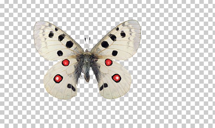 Butterfly Nymphalidae Apollo Moth Papilio Machaon PNG, Clipart, Apollo, Brush Footed Butterfly, Butterflies, Butterfly Group, Insects Free PNG Download