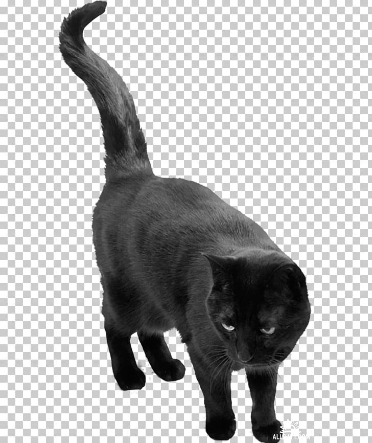 Cat Belief Superstition PNG, Clipart, Animal, Animals, Asian, Belief, Black Free PNG Download