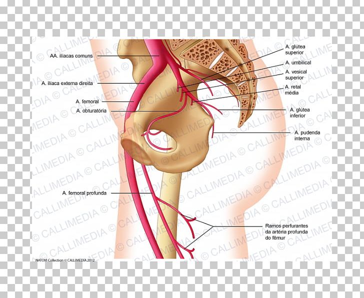 Femoral Artery Internal Iliac Artery Superior Gluteal Artery Obturator Artery PNG, Clipart, Abdomen, Anatomy, Arm, Face, Hand Free PNG Download