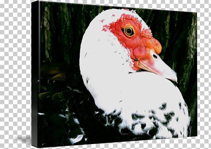 Rooster Water Bird Beak Chicken As Food PNG, Clipart, Beak, Bird, Chicken, Chicken As Food, Fauna Free PNG Download