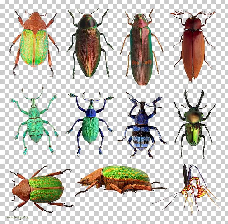 Stag Beetle Millipede Chitin PNG, Clipart, Animal, Animals, Antenna, Arthropod, Beetle Free PNG Download