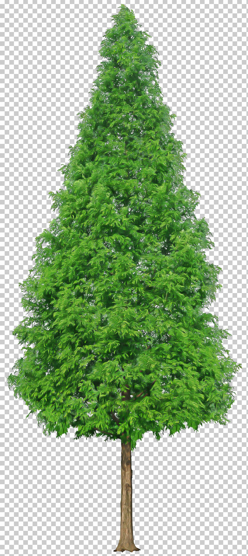 Tree Yellow Fir White Pine Plant Oregon Pine PNG, Clipart, American Larch, Leaf, Oregon Pine, Plant, Red Pine Free PNG Download