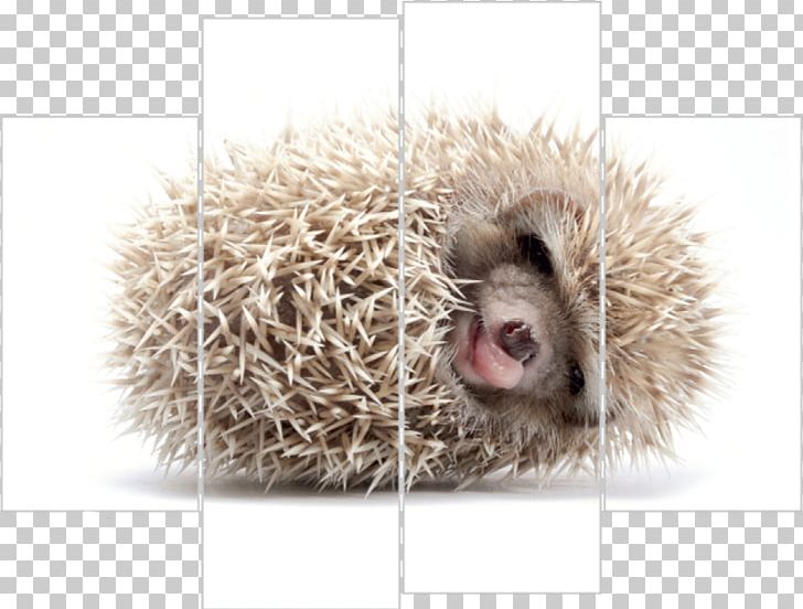 Domesticated Hedgehog Yoga Carte D'anniversaire Hérisson Atelerix PNG, Clipart,  Free PNG Download