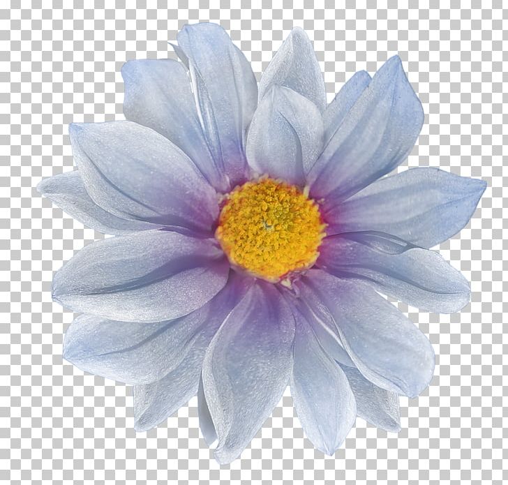 Flower Photography PNG, Clipart, Albom, Annual Plant, Aster, Blog, Chrysanths Free PNG Download