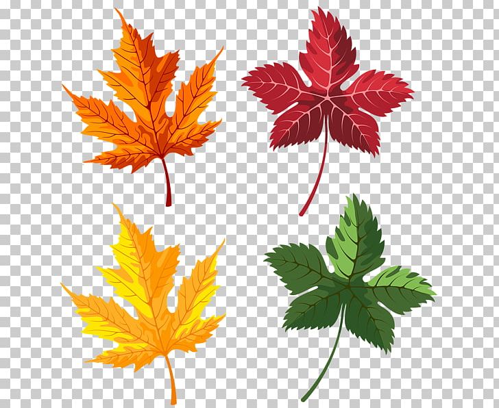 Maple Leaf Autumn Leaf Color PNG, Clipart, Autumn, Autumn Leaf Color, Autumn Leaves, Branch, Download Free PNG Download