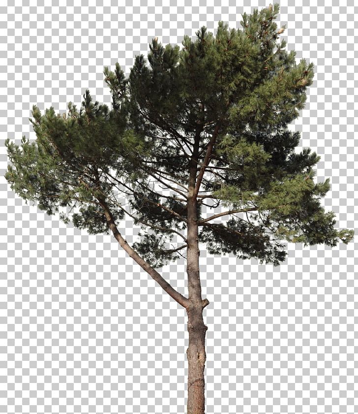 Pine Spruce Fir Tree Plant PNG, Clipart, Arecaceae, Biome, Branch, Conifer, Conifers Free PNG Download