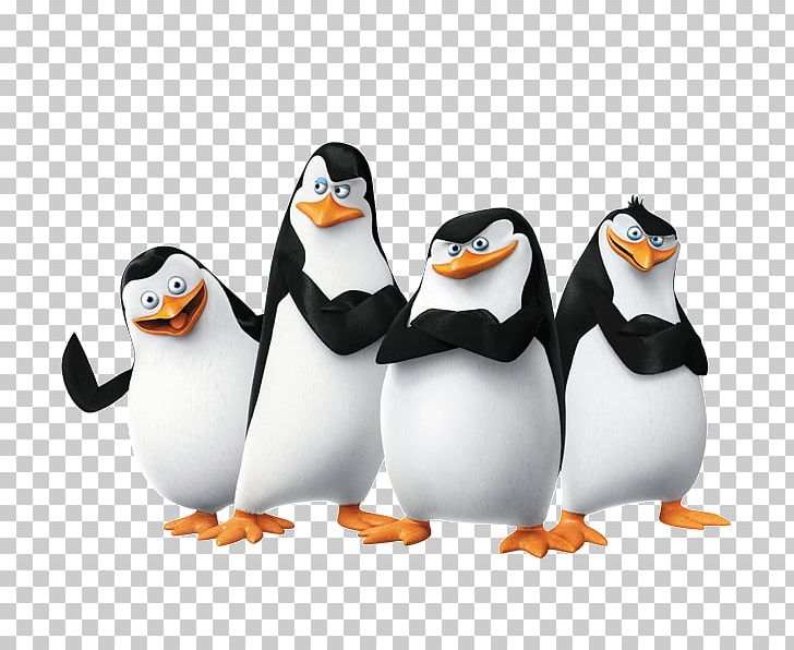 Skipper Kowalski Penguin Madagascar Film PNG, Clipart, Animation, Bird, Dreamworks Animation, Flightless Bird, Free Free PNG Download