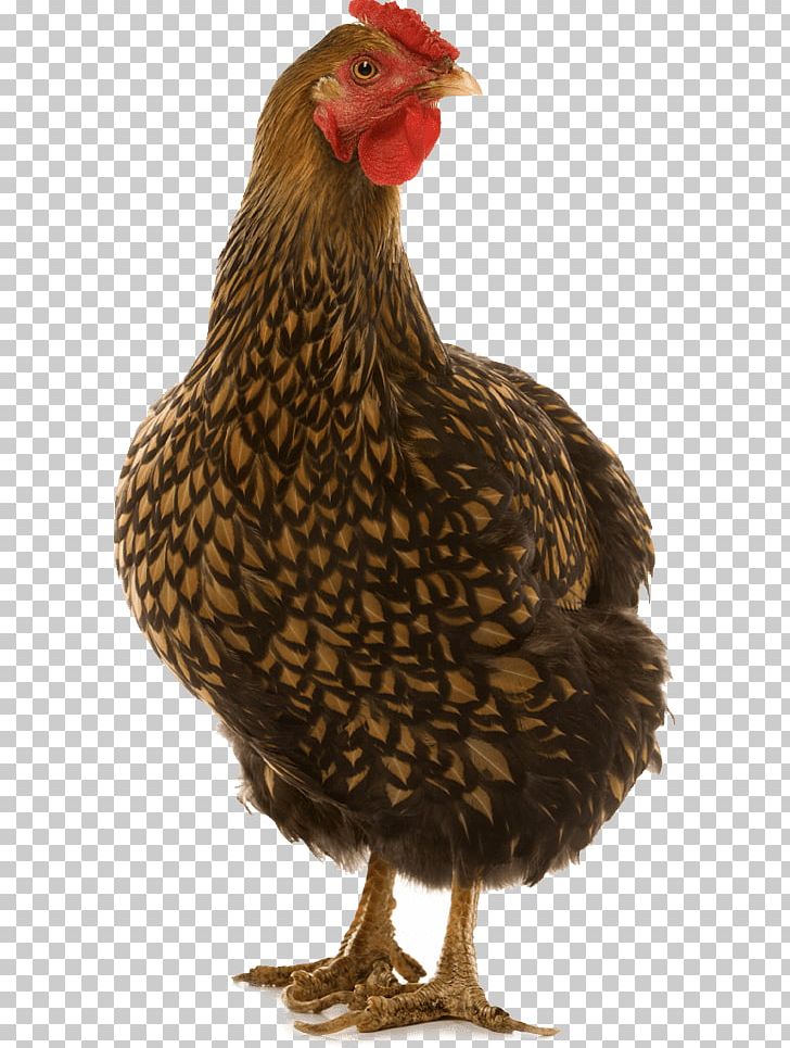Wyandotte Chicken Cornish Chicken Leghorn Chicken Dorking Chicken Minorca Chicken PNG, Clipart, Beak, Bird, Chicken, Chicken Leg, Cornish Chicken Free PNG Download
