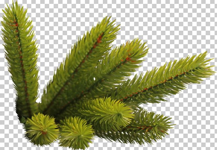 Fraser Fir Christmas Spruce New Year Tree Pre-lit Tree PNG, Clipart, Artificial Christmas Tree, Christmas, Christmas Lights Etc, Conifer, Conifers Free PNG Download